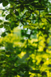 Deciduous tree, detail, leaves Deciduous tree, detail, leaves